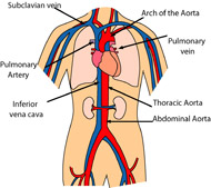 Search Results for circulatory system Pictures - Graphics ...