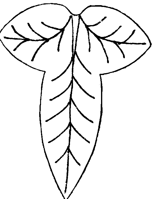 Leaf Drawing Template - ClipArt Best