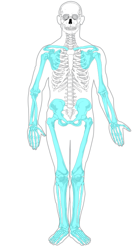 Esquelet humÃ  - Wikiwand