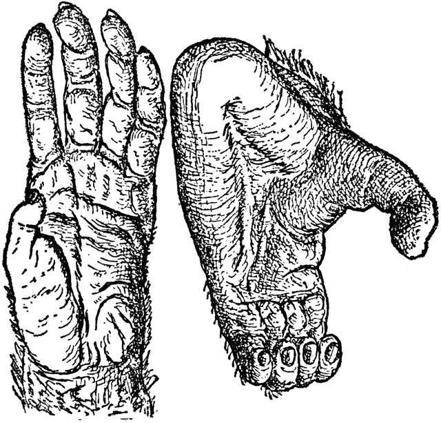 Chimpanzee Anatomy