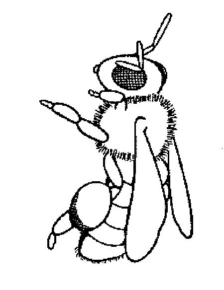 Lesson 1.6, Bee and Wasp Identification