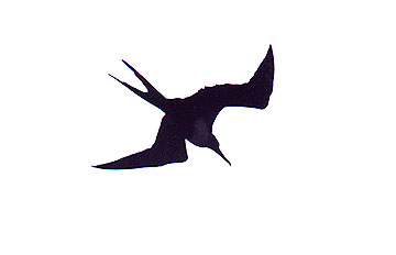 Frigate Bird Tattoo | Free Download Clip Art | Free Clip Art | on ...