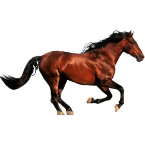 horse.png - Polyvore