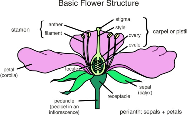 Reproductive System Archives - Page 6 of 10 - Human Anatomy Chart