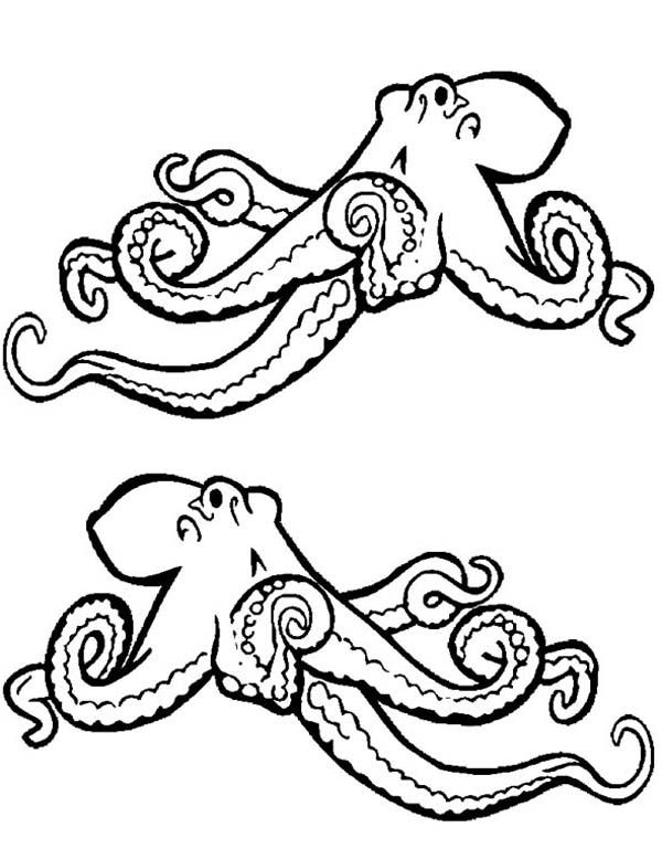 1000+ images about Art Octopi