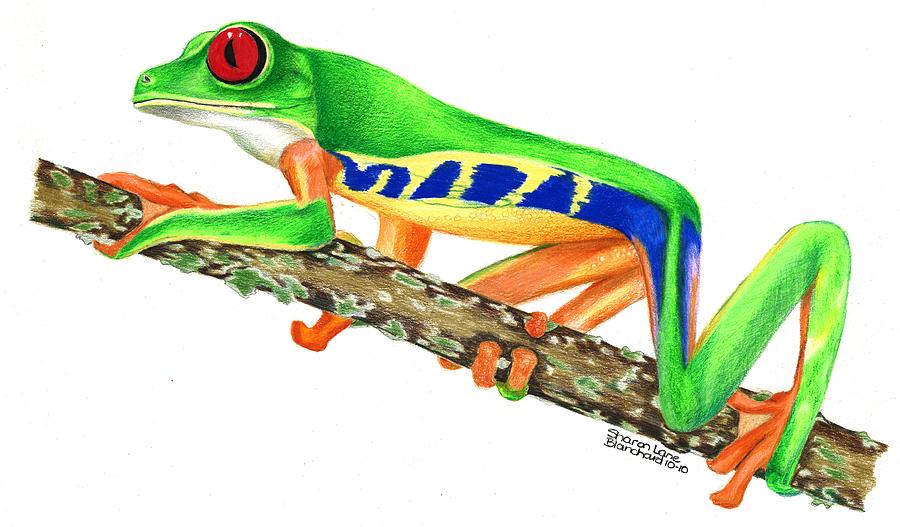 Tree Frog Drawing - Free Clipart Images