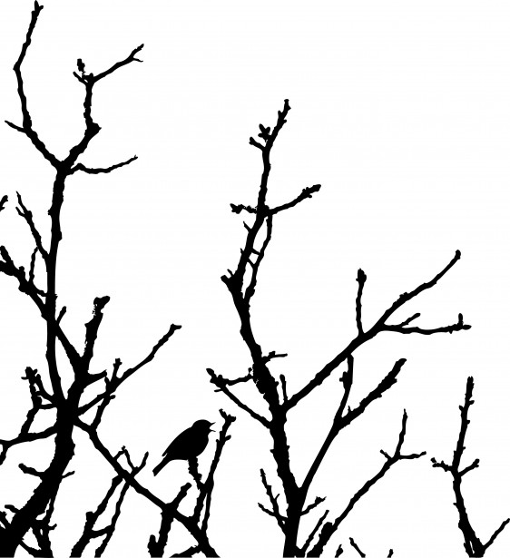 Bird In Tree Silhouette Free Stock Photo - Public Domain Pictures