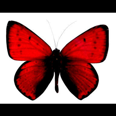 Pictures Of Red Butterflies - ClipArt Best