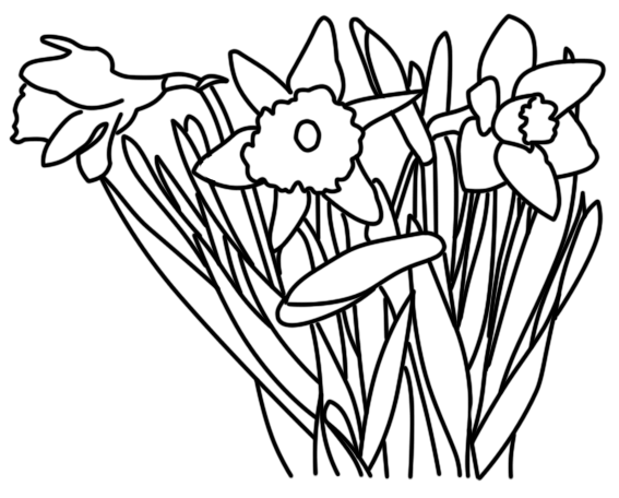 Drawings Of Daffodils - ClipArt Best