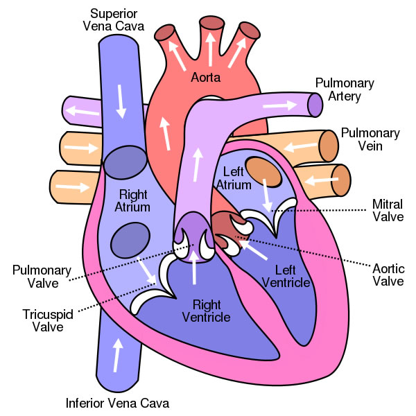 Human Heart Diagram - Human Body Pictures - Science for Kids