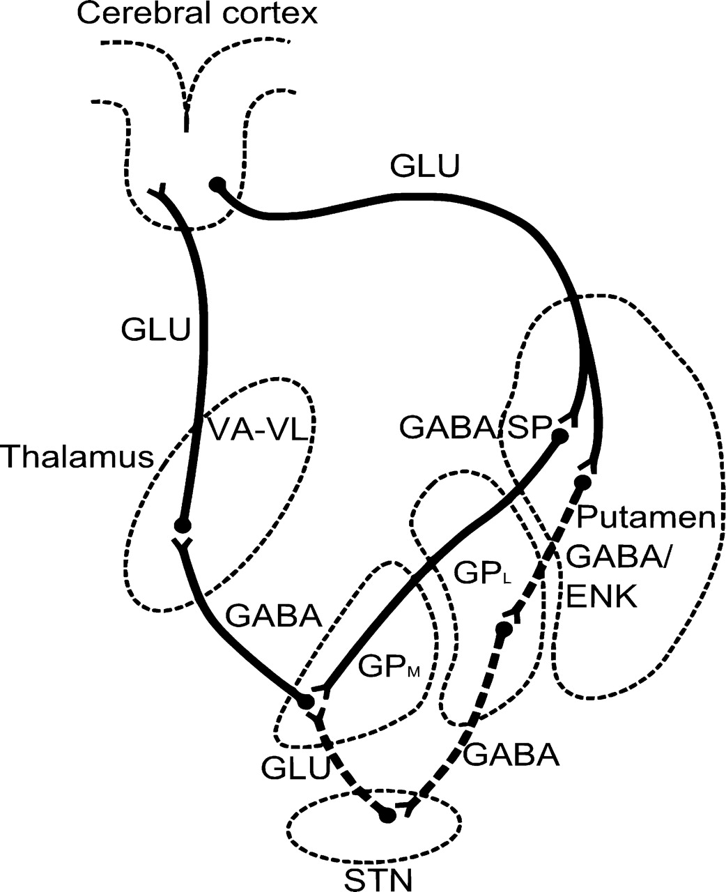 AJNR -- Griffiths et al. 31 (3): 436 Figure 4