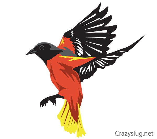Free Oriole Bird Vector | Download Free Vector Art | Free-Vectors