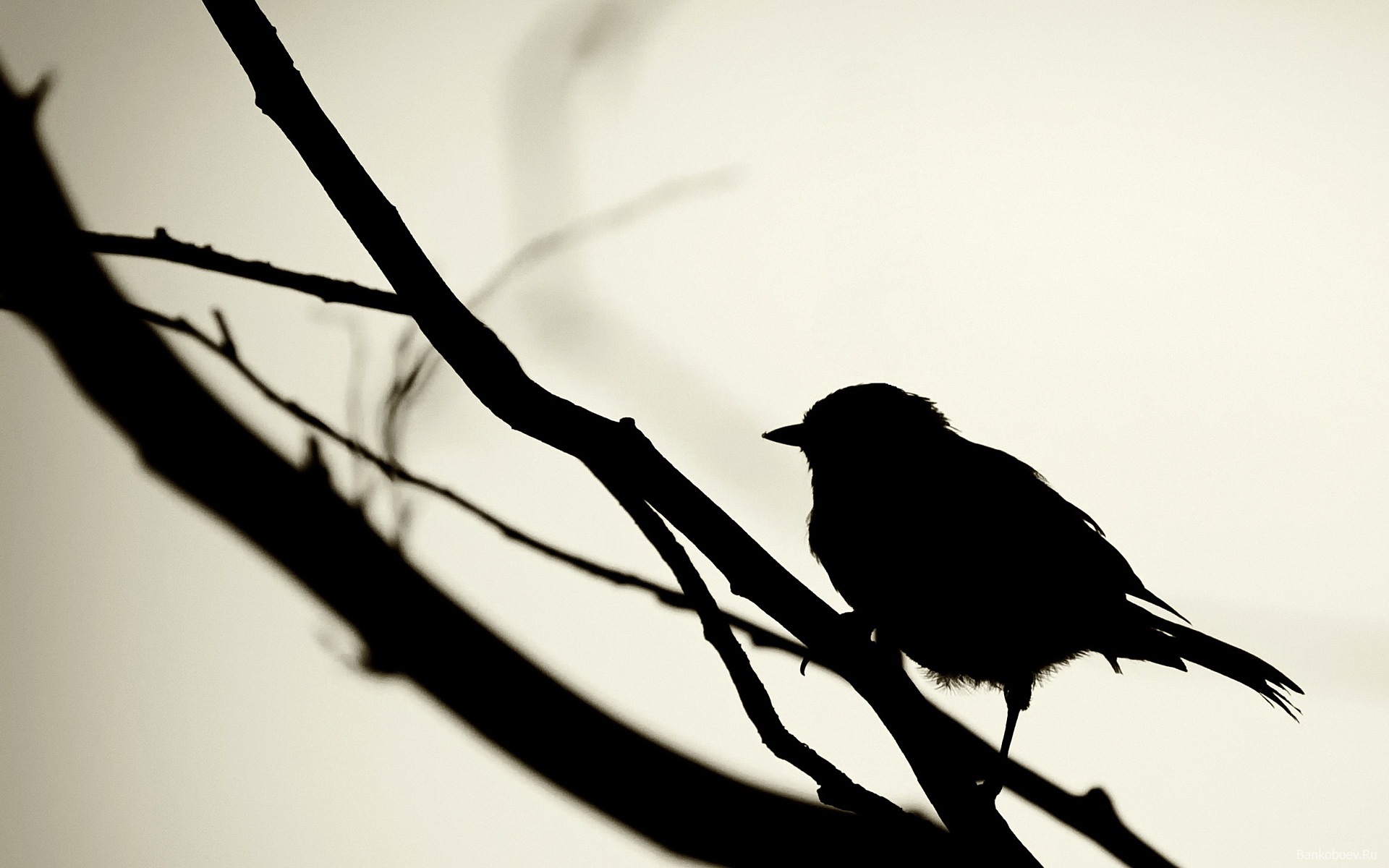 HQ wallpaper Silhouette of a bird 1024 x 768 on the desktop, high ...