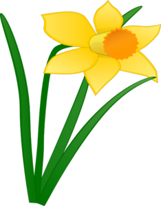 daffodil-1-md.png