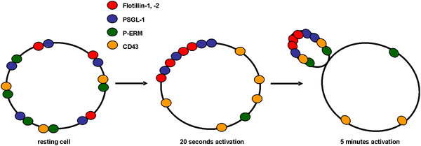 Neutrophil activation membrane reorganisation.png - Cellbiology