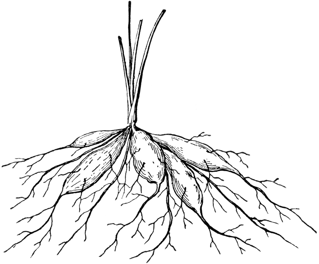 Растение с корнем раскраска