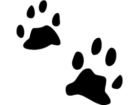 Bobcat clipart free