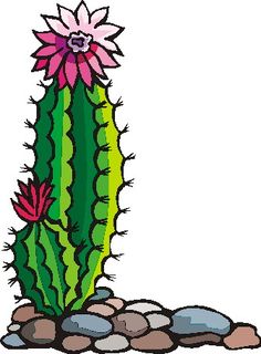 Cactus, Drawings and Search