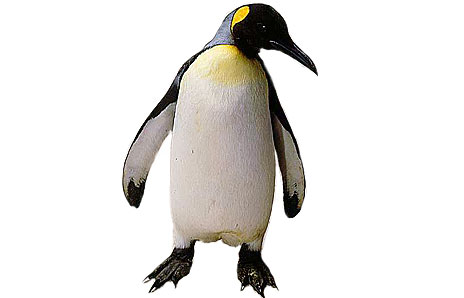 Emperor penguin clipart - Cliparting.com