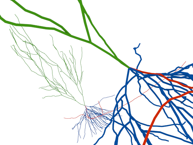 Labeled Neuron - ClipArt Best