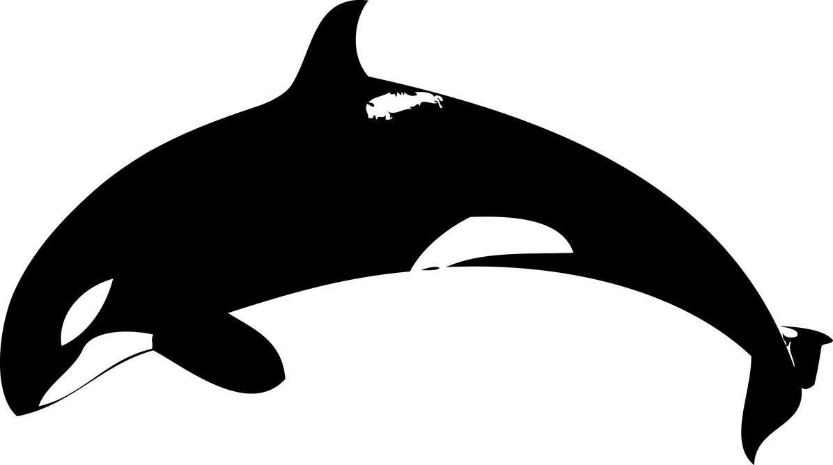 Orca Drawings - ClipArt Best