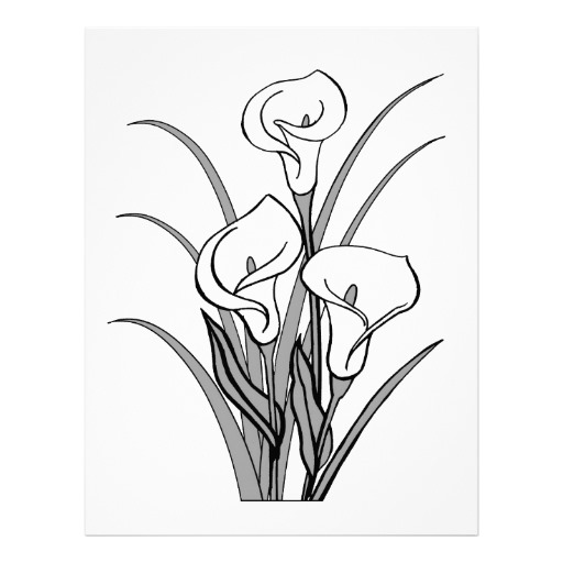 Calla Lily Drawing Outline