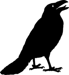 ravens and crows