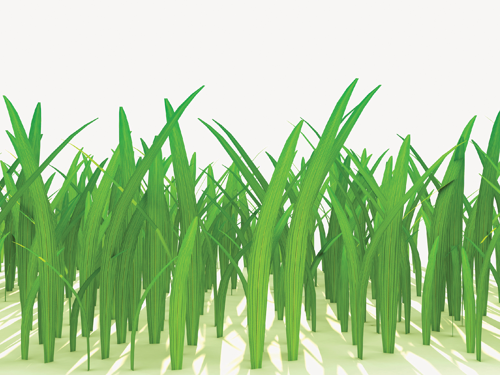 3D grass Powerpoint PPT Backgrounds - 3D, Green, Nature, White ...
