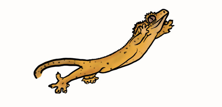 Drawings Of Geckos Clipart - Free to use Clip Art Resource