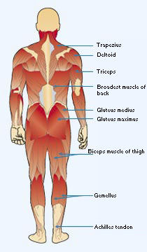 Rear view of the the human body areas