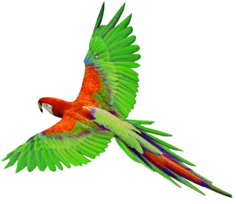 Parrot in Flight PNG Clipart