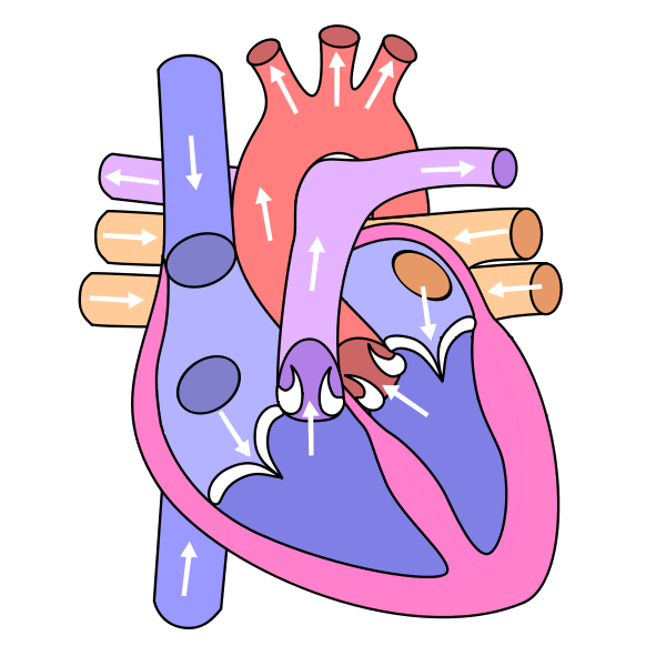 Blank Heart Diagram Images & Pictures - Becuo