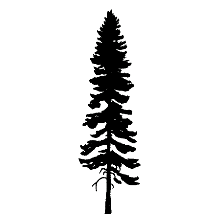 Tall Tree Drawing - ClipArt Best