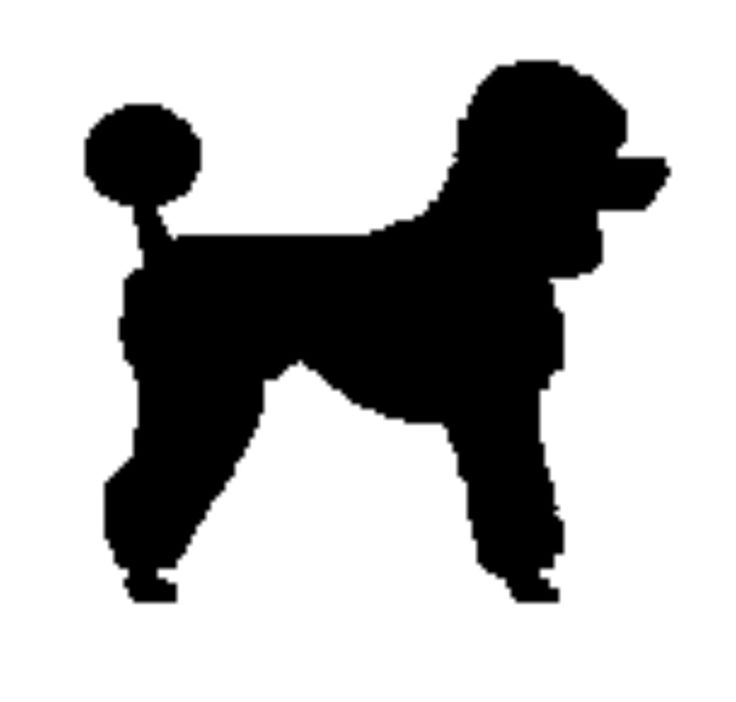 1000+ images about Poodles