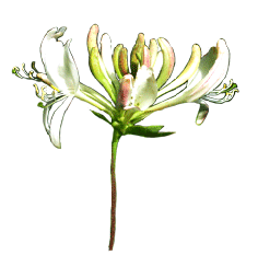 Flower Image Gallery - Useful Floral Clip Art