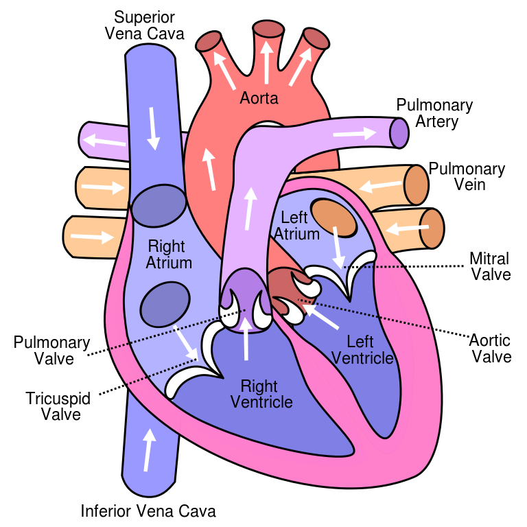 File:Diagram of the human heart (cropped).svg