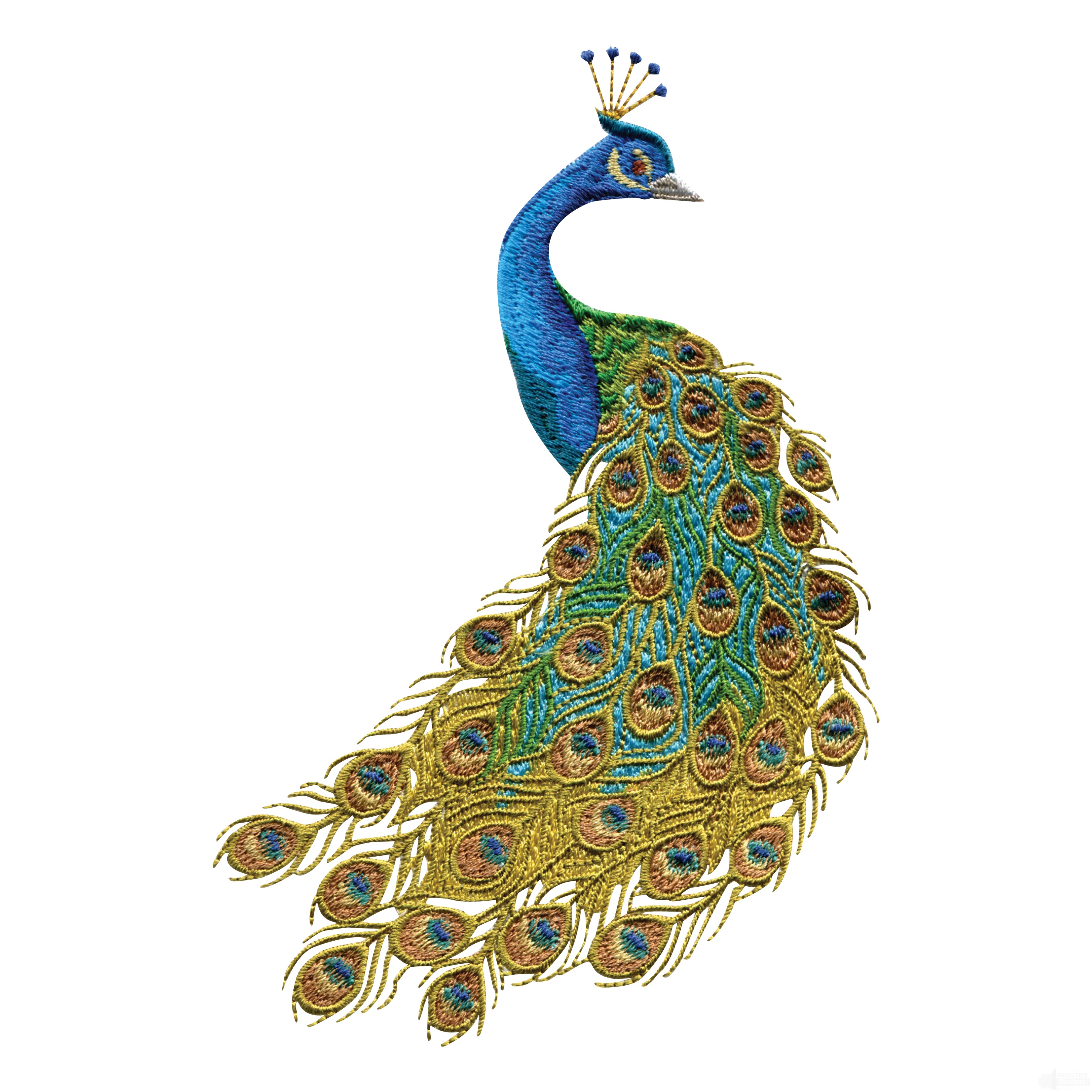 Peacock Clipart to Download - dbclipart.com