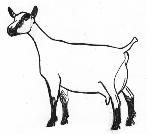 1000+ images about Drawing | Baby goats, Animaux and ...