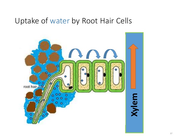 Transport in plants