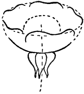 How to Draw Flowers : Drawing Buttercups Step by Step Lesson - How ...