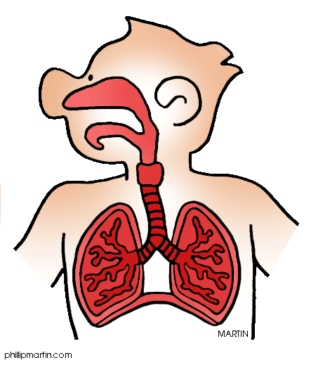 Respiratory cliparts