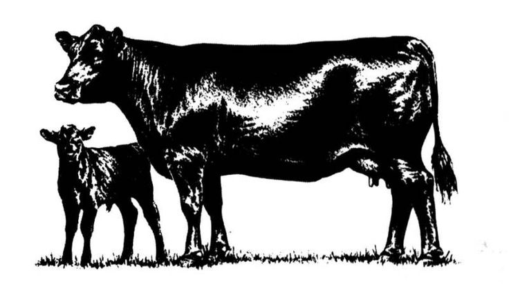 Cow free angus clip art angus merchandise cattle clip - Clipartix