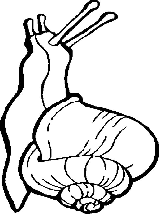 Kids-n-fun.com | 20 coloring pages of Snails