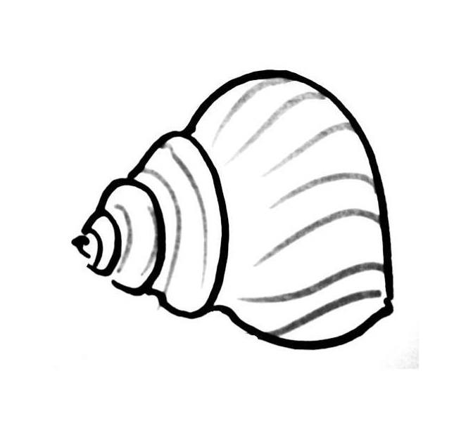 Sea shell coloring pages