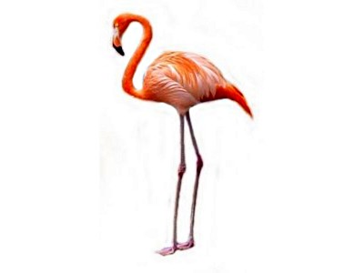 Flamingo Clipart - Clipartion.com