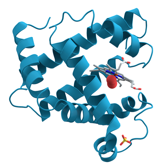 Why are protein structures represented by a ribbon cartoon? - Quora