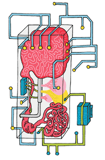 Organs in Miniature - Proto Magazine - Massachusetts General Hospital