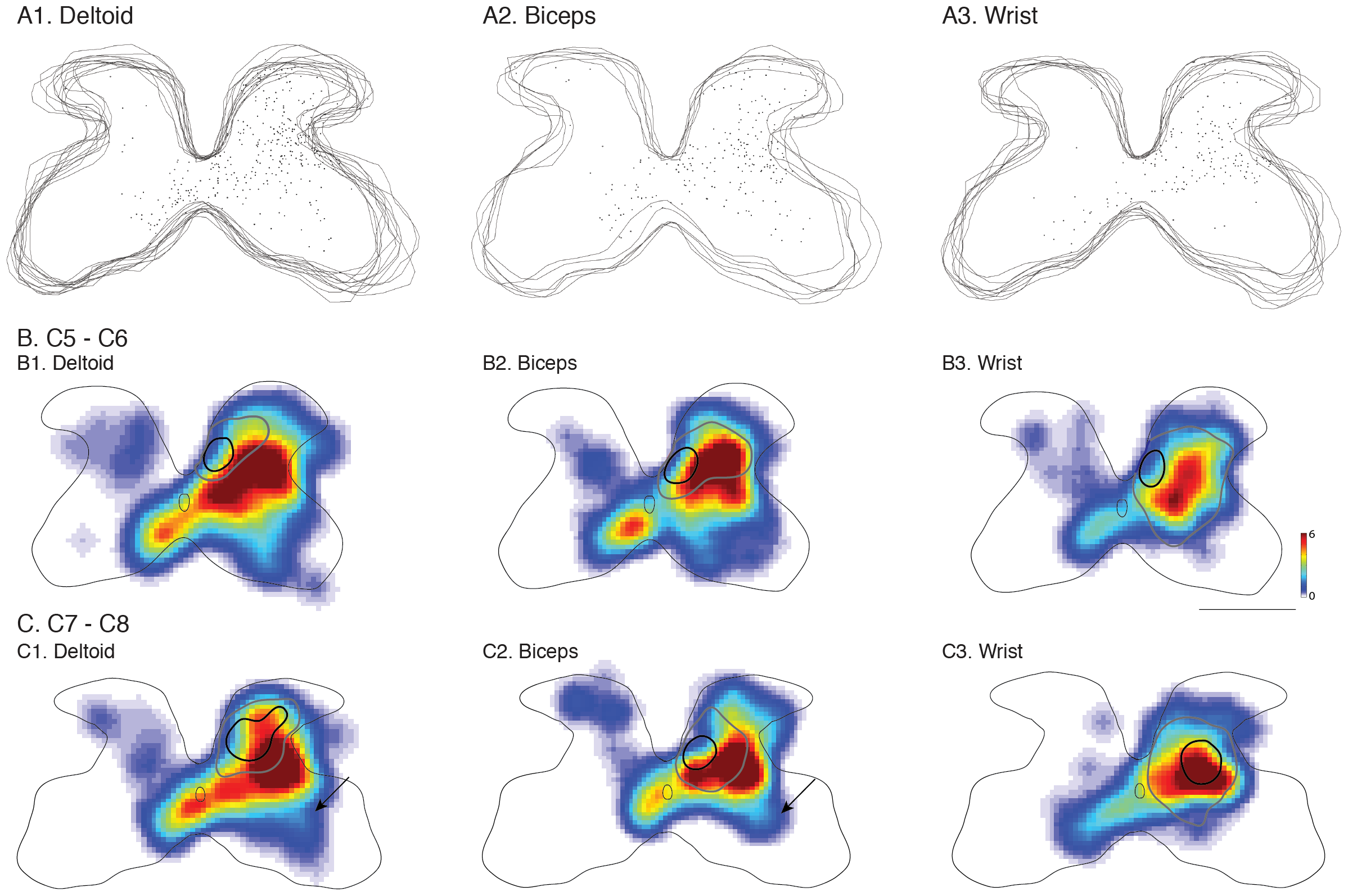 PLOS ONE: Differential Joint-Specific Corticospinal Tract ...