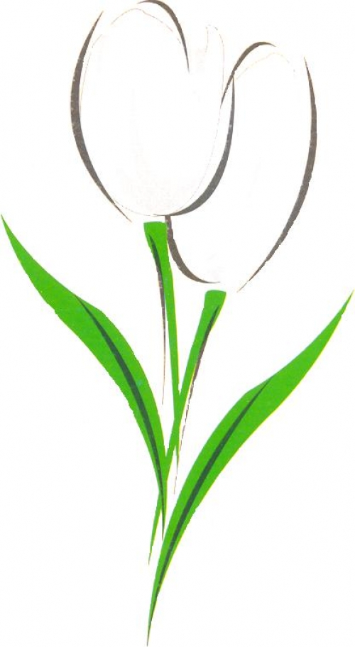 drawing of tulip picture drawing of tulip image/
