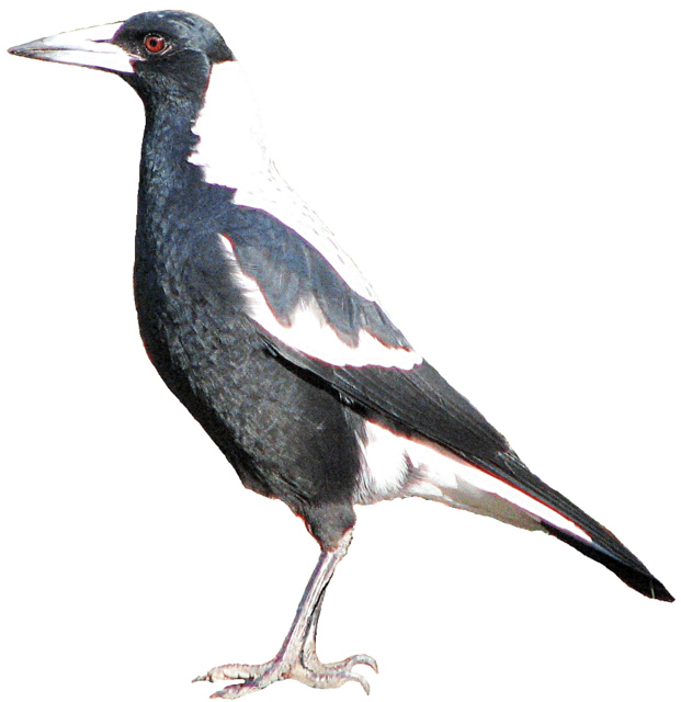 Magpie clipart lge 13 cm | Flickr - Photo Sharing!